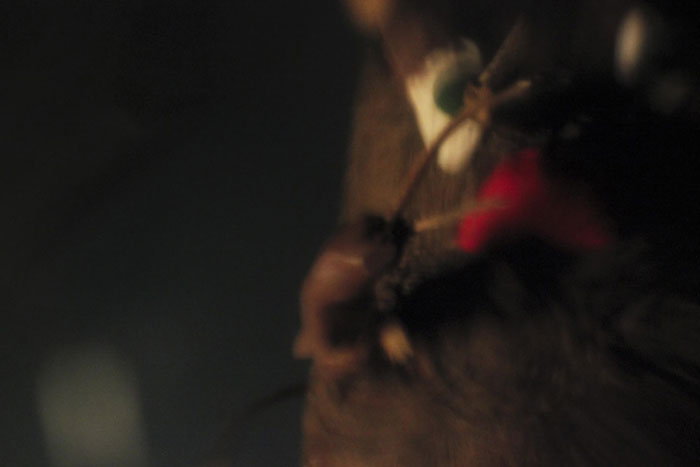 Fabian Graber: Fiebrige Fichte, Stop-Motion-Video, 2015